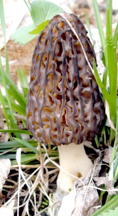 Morel and Chestnut Soup