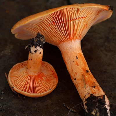 Salt-Pickled Lactarius salmonicolor Milk Cap Mushroom - Solionye Griby