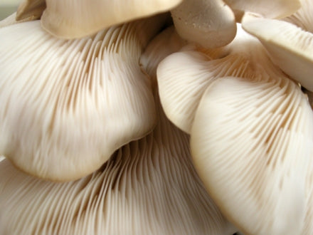 Oyster Mushroom Mimosa Salad