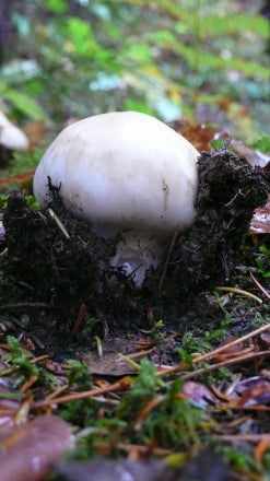 Japanese Matsutake Gohan