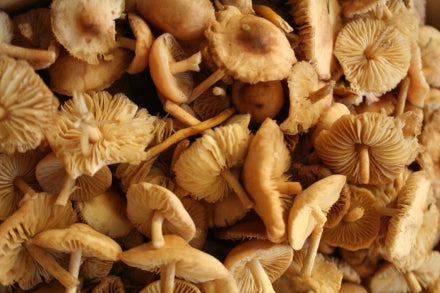 Fairy Ring Mushrooms with Parsley