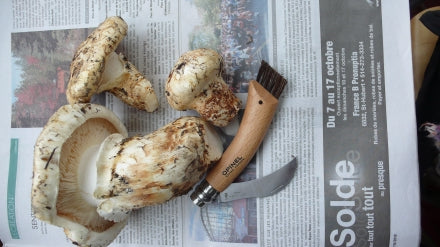 Seafood and matsutake soup