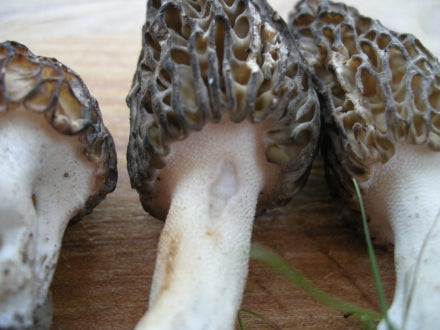 Chicken with morels and chanterelles