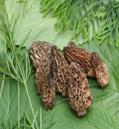 Morels stuffed with a liver and Port mousse