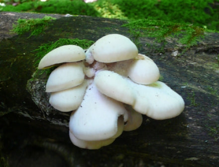 Cream of oyster mushroom and pine nut soup