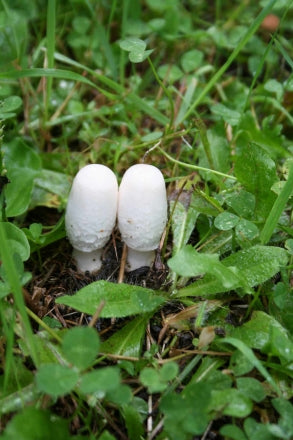 Shaggy mane salad with coriander and parmesan