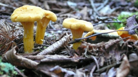 Chanterelle Brick Pastries