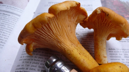 Chanterelle Soufflé