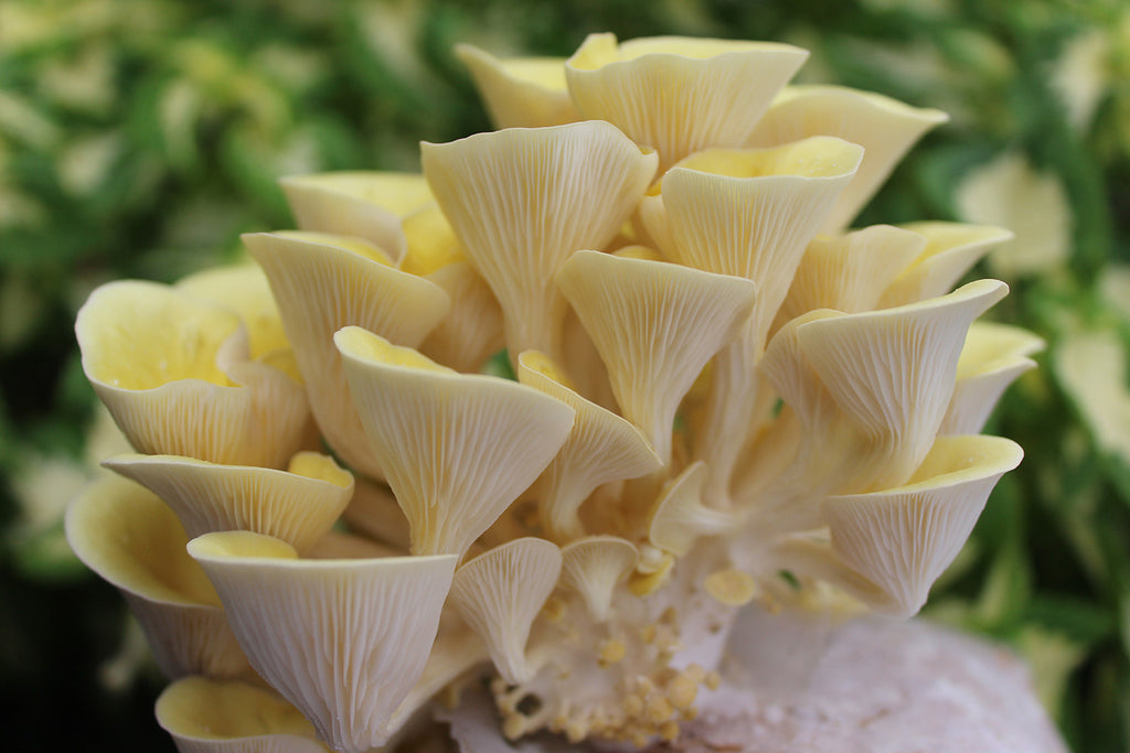 Instructions for our interior mushroom grow kit - Oysters and Lion's mane