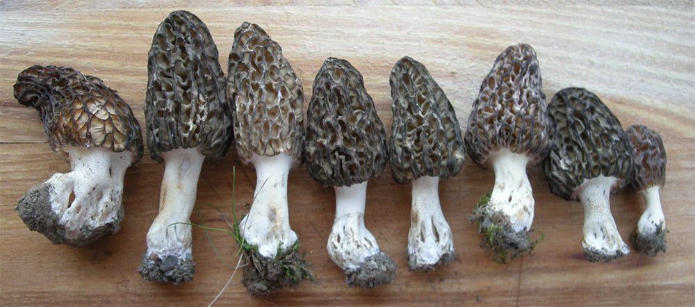 Black Morel 