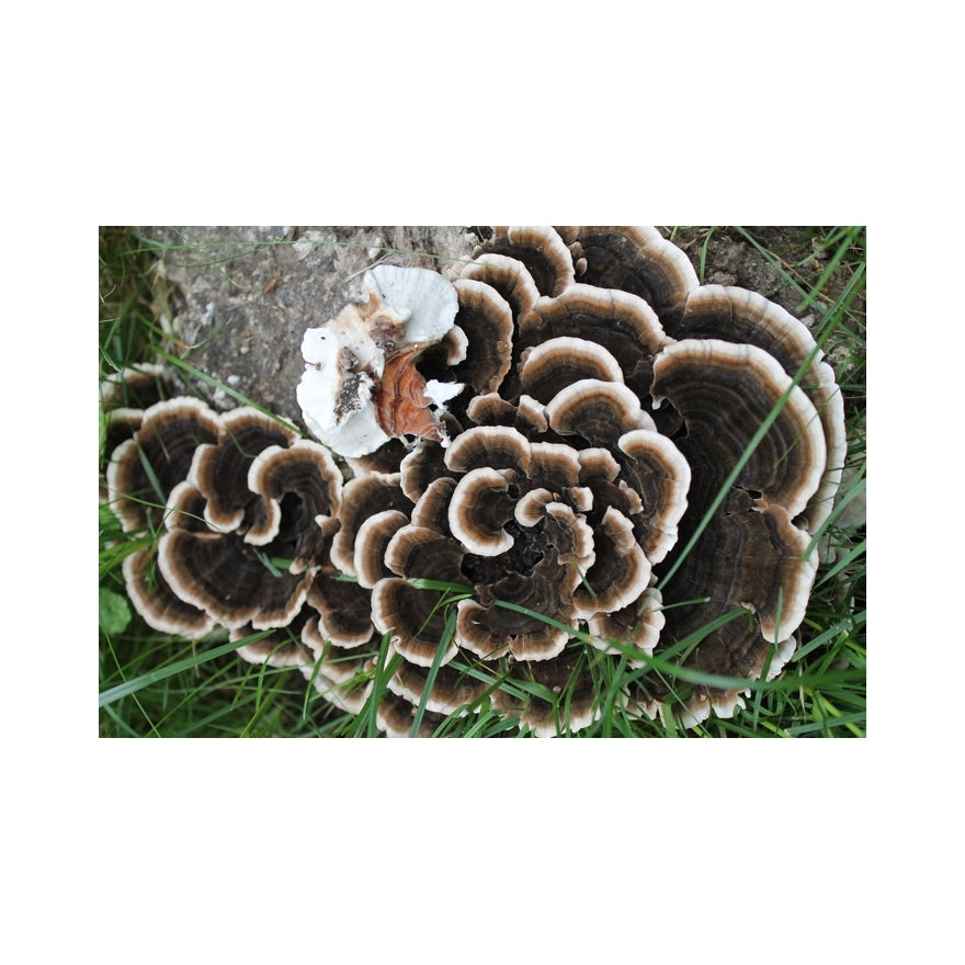 Turkey Tail - Liquid mycelium syringe