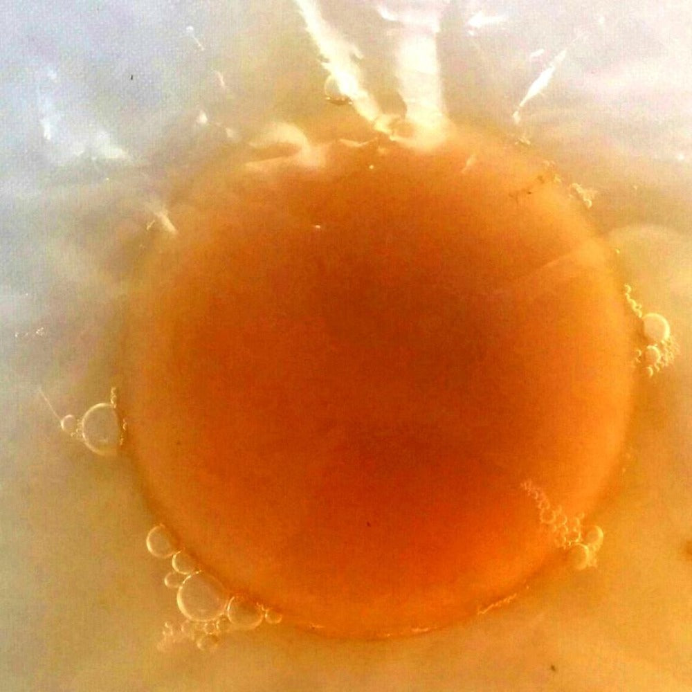 Kombucha scoby