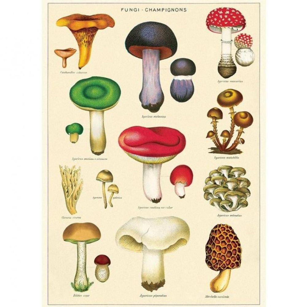 Mushroom-Themed Wrapping Paper : Fungi-Champignons 