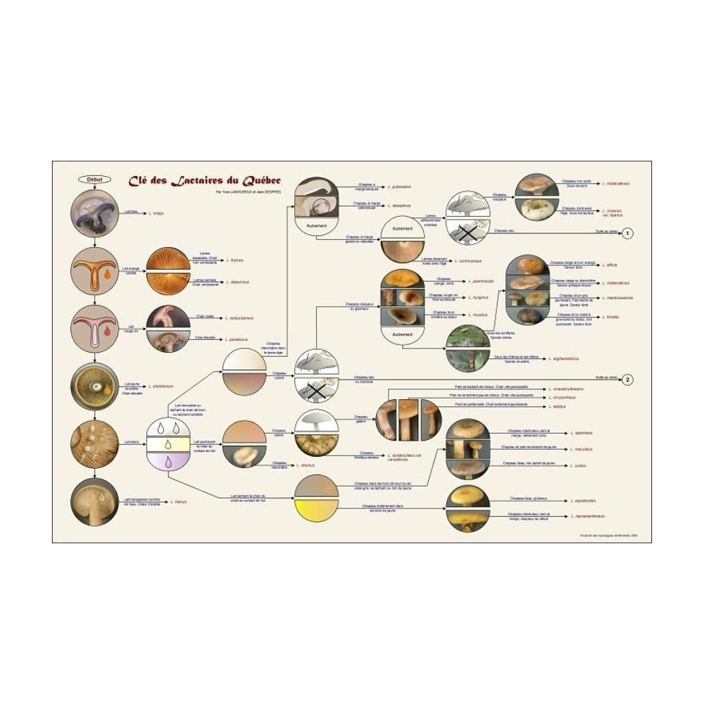 Clé des lactaires de l'est de Canada