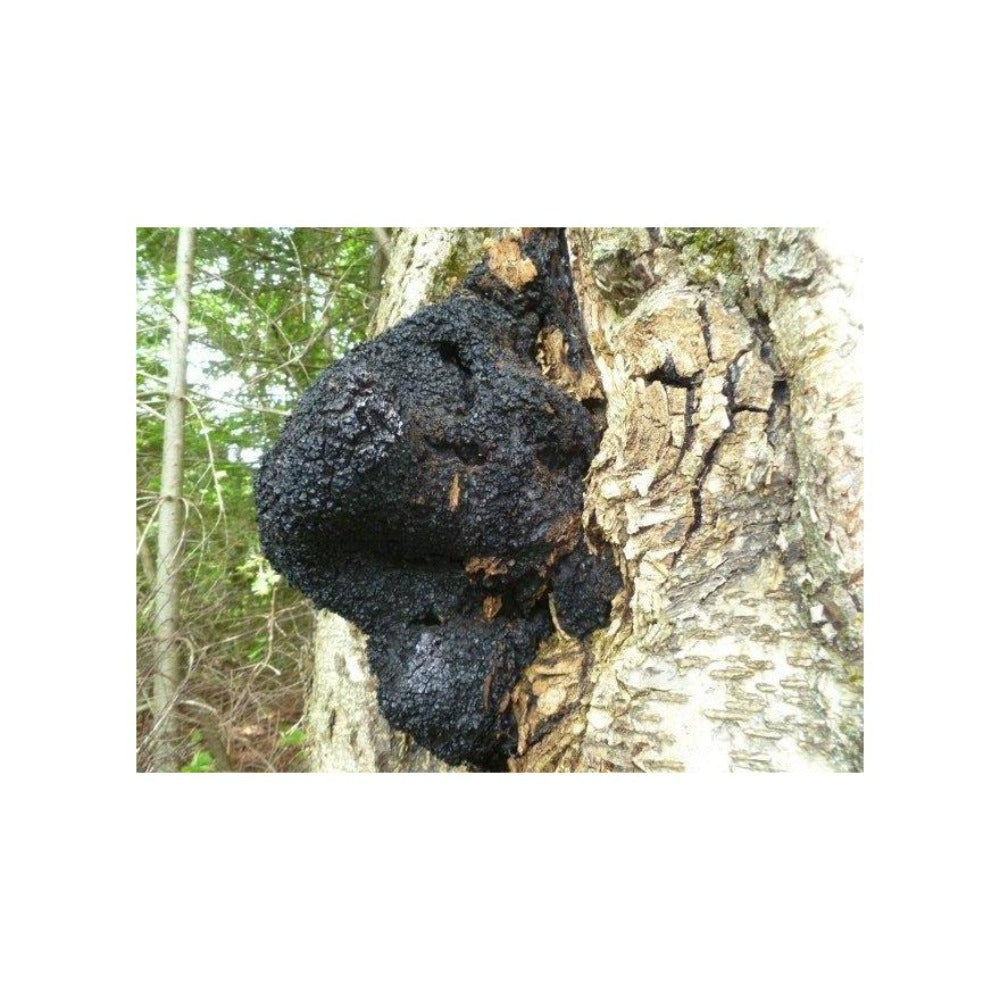 Dried wild harvested Chaga Chunks